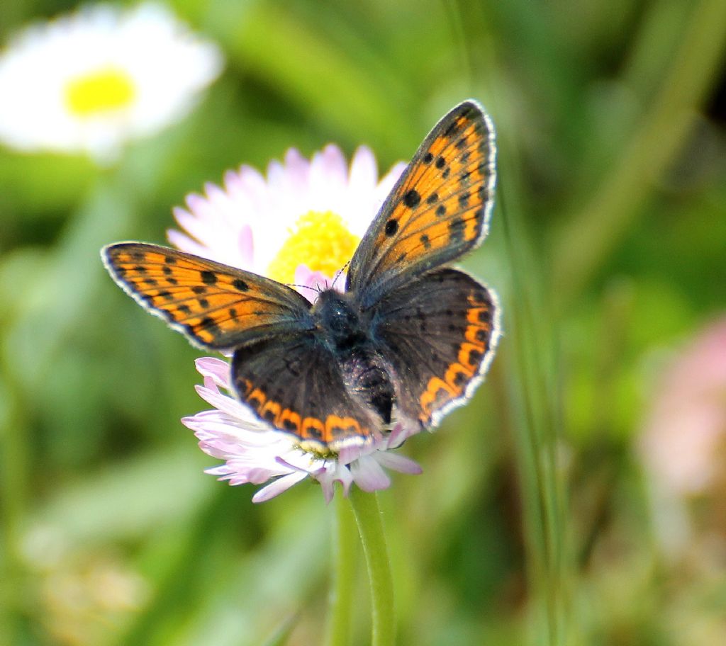 Lycaena ....?  Lycaena tityrus